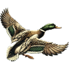 Mallard Duck 4
