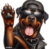 Rottweiller Hi