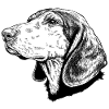 Greek Hound sw Hellenikos Ichnilatis