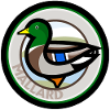 Male Mallard