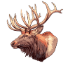 Moose Moose