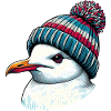 Möwe
