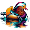 Mandarin duck