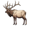 Moose Moose
