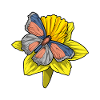Jonquille papillon