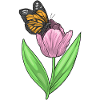 Papillon Tulipe