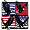 Bald eagle