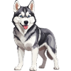 Cute Husky