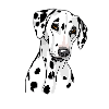 Dalmatian