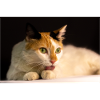 le chat