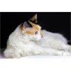 The cat