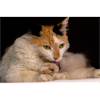 le chat