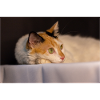 The cat