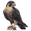 Falcon Falcon