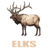 Moose Moose