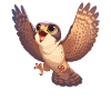 Falcon Falcon