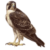 Falcon Falcon
