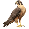 Falcon Falcon