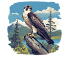 Falcon Falcon