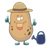 Potato Potatoes GardenHobby Gardener