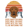 Labrador is watching you