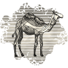 Camel