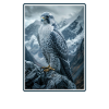 Falcon Falcon