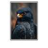 Falcon Falcon