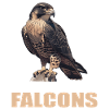 Falcon Falcon
