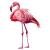 Flamants roses Flamant rose