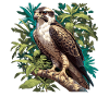 Falcon Falcon
