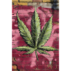 Graffiti grass leaf on pink wall