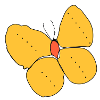 A yellow butterfly