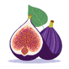 Fig