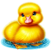 Duckling Duck Duck Duck