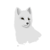 Arctic fox