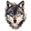 Visage de loup