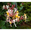 Lonicera caprifolium