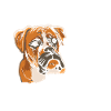 Boxer Mom