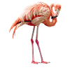 Flamants roses Flamant rose