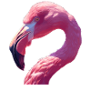 Flamants roses Flamant rose