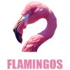 Flamants roses Flamant rose