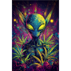 Neonalia with space plants