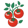 Tomates