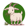 Ziege Ziegenbock