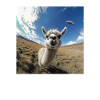 Llama Selfie with UFOs, weirder