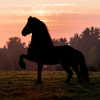 Friesian Morning