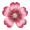 Fleur rose foncé
