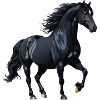 Black Stallion Silhouette