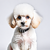 Poodle - Elegance and Charm